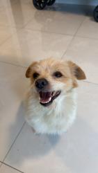 Found/Stray Male Dog last seen NE 12th Ave, North Miami Beach, FL 33162