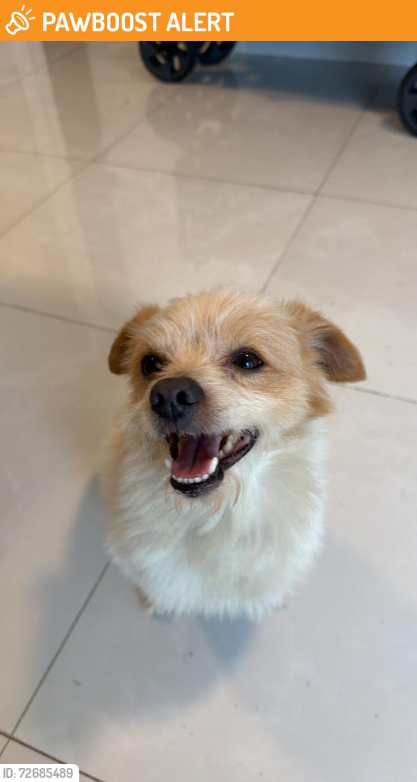 Found/Stray Male Dog last seen NE 12th Ave, North Miami Beach, FL 33162