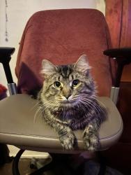 Lost Male Cat last seen speedway , Circleville, OH 43113
