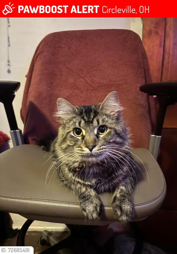 Lost Male Cat last seen speedway , Circleville, OH 43113