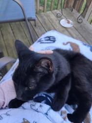 Found/Stray Female Cat last seen Waughtown area, Winston-Salem, NC 27107