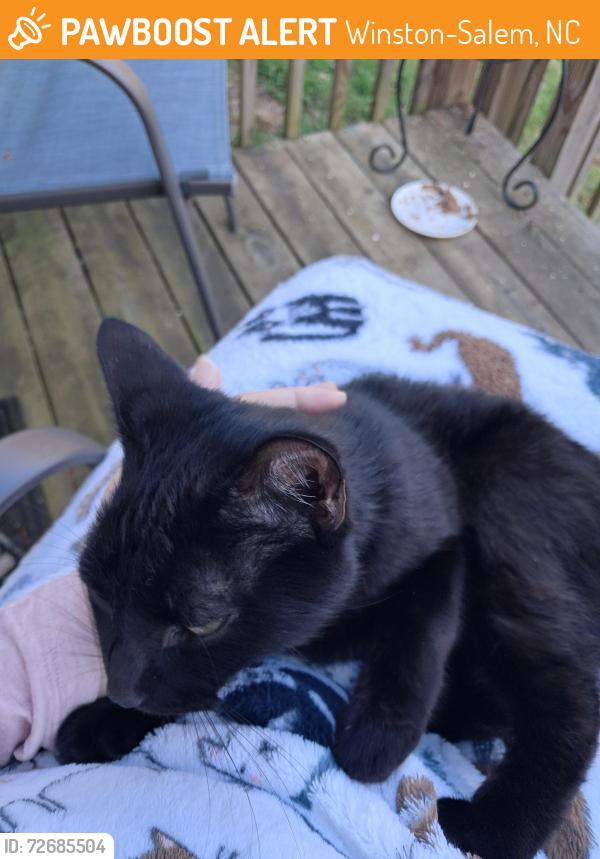 Found/Stray Female Cat last seen Waughtown area, Winston-Salem, NC 27107