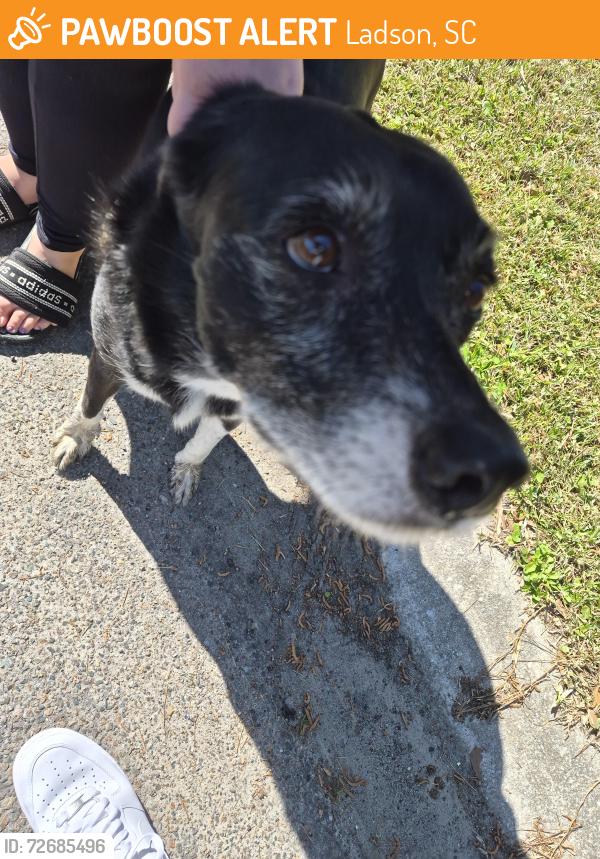 Found/Stray Female Dog last seen Maryland drive , Ladson, SC 29456