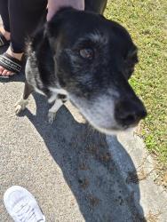 Found/Stray Female Dog last seen Maryland drive , Ladson, SC 29456