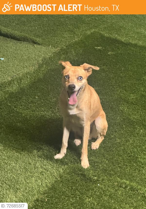Found/Stray Male Dog last seen ., Houston, TX 77014