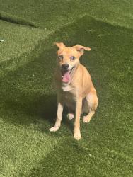Found/Stray Male Dog last seen ., Houston, TX 77014