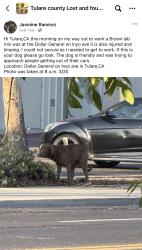 Found/Stray Unknown Dog last seen Dollar General, Tulare, CA 93274