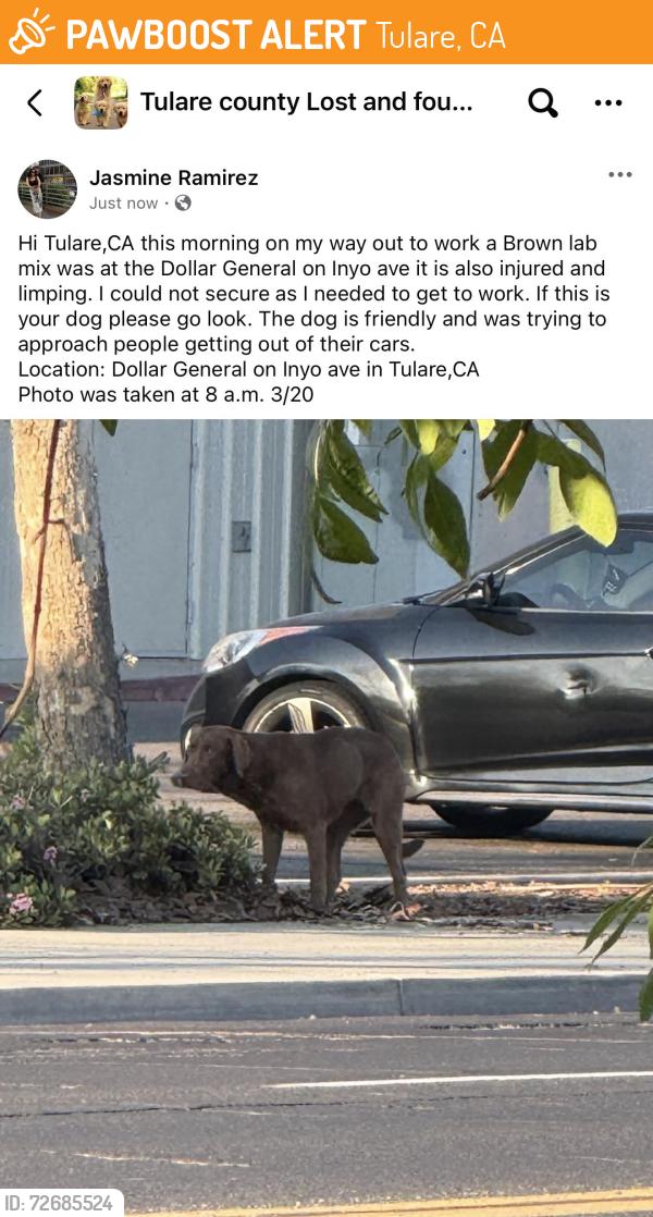Found/Stray Unknown Dog last seen Dollar General, Tulare, CA 93274