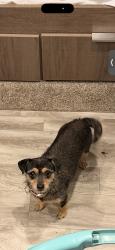 Lost Female Dog last seen Near E & Republic Ranch road, Willis, TX 77378