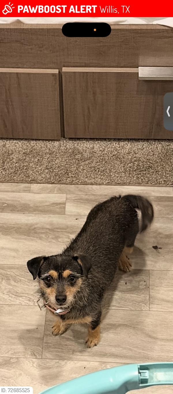Lost Female Dog last seen Near E & Republic Ranch road, Willis, TX 77378