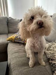 Lost Female Dog last seen hse, El Paso, TX 79905
