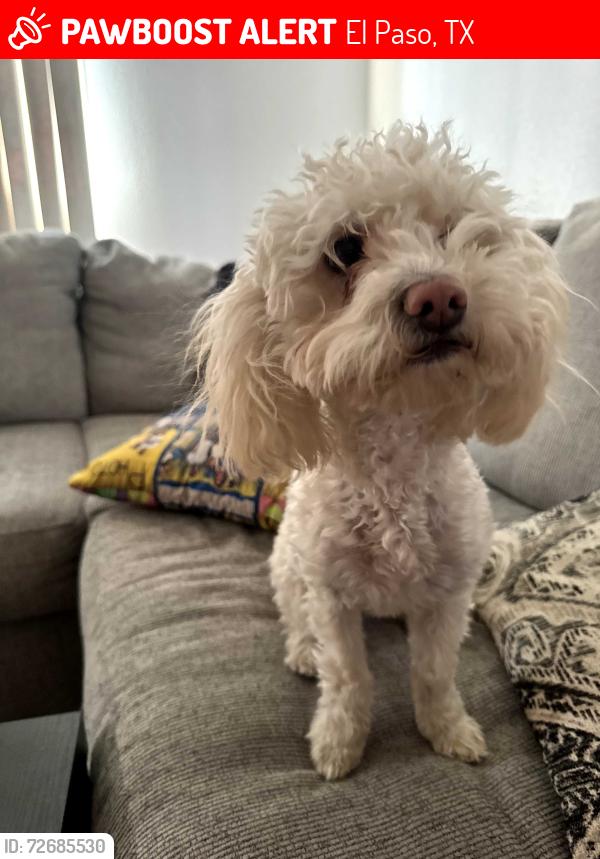 Lost Female Dog last seen hse, El Paso, TX 79905