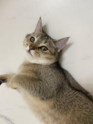 Lost Female Cat last seen Knoxville , Knoxville, TN 37909