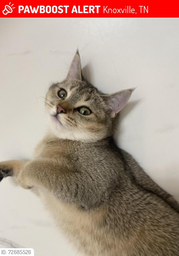 Lost Female Cat last seen Knoxville , Knoxville, TN 37909