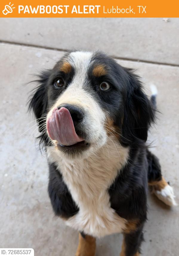 Found/Stray Female Dog last seen Colgate st , Lubbock, TX 79416