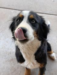 Found/Stray Female Dog last seen Colgate st , Lubbock, TX 79416