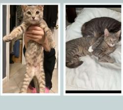 Lost Female Cat last seen Beshore School Rd, Manchester, PA 17345