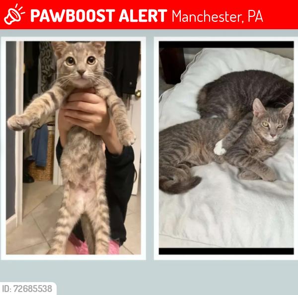 Lost Female Cat last seen Beshore School Rd, Manchester, PA 17345