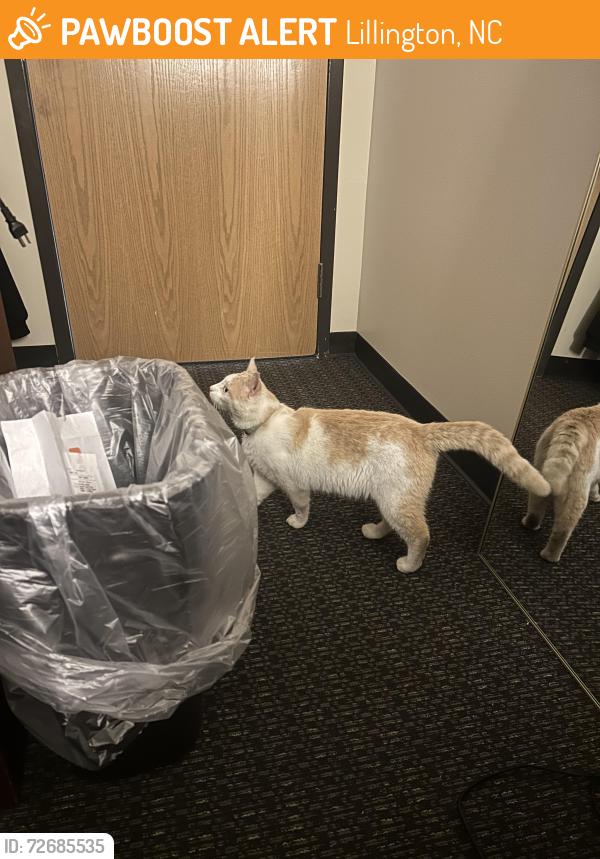 Found/Stray Male Cat last seen Harnett County Board of Elections, Cape Fear Shiner Park, Lillington, NC 27546
