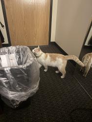 Found/Stray Male Cat last seen Harnett County Board of Elections, Cape Fear Shiner Park, Lillington, NC 27546