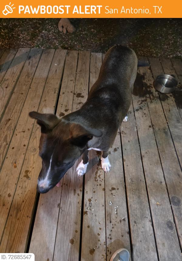 Found/Stray Male Dog last seen Foster Rd & New Sulphur Springs Rd, San Antonio, TX 78222