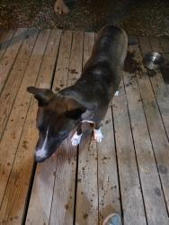 Found/Stray Male Dog last seen Foster Rd & New Sulphur Springs Rd, San Antonio, TX 78222