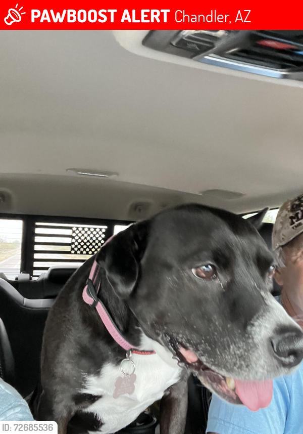 Lost Female Dog last seen Senate Dr and Commonwealth Place vicinity , Chandler, AZ 85225