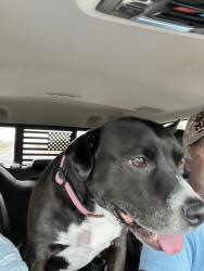 Lost Female Dog last seen Senate Dr and Commonwealth Place vicinity , Chandler, AZ 85225