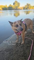 Lost Female Dog last seen Hwy 70, Olivehurst, CA 95961