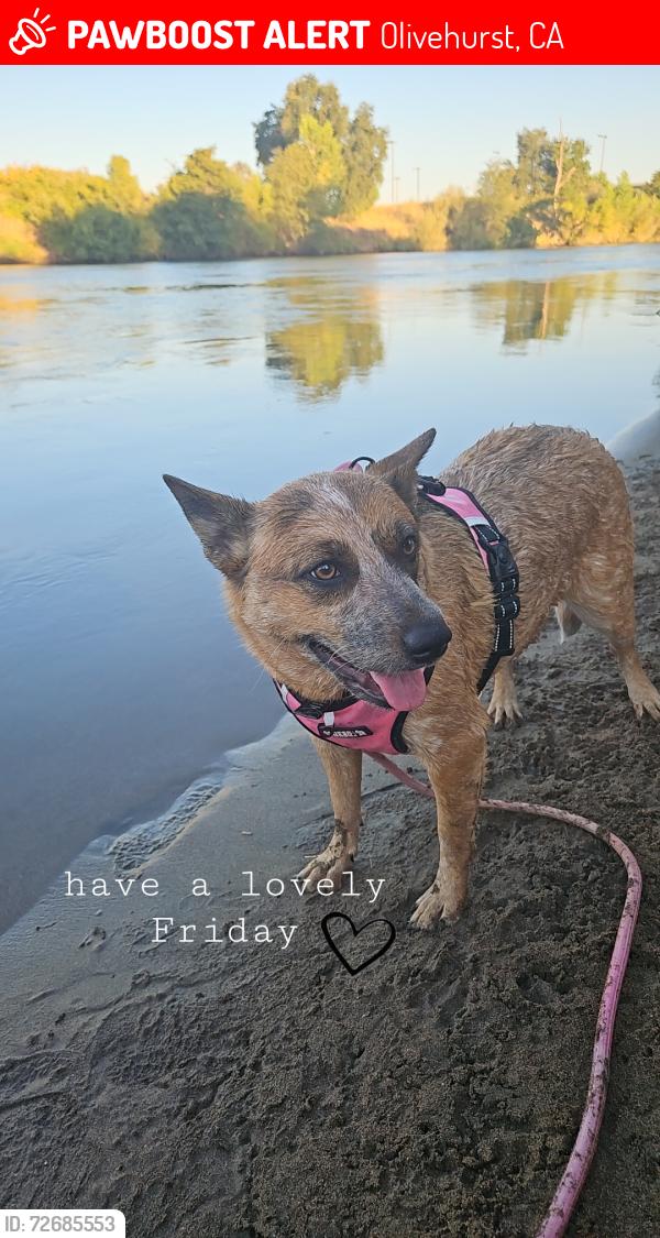 Lost Female Dog last seen Hwy 70, Olivehurst, CA 95961