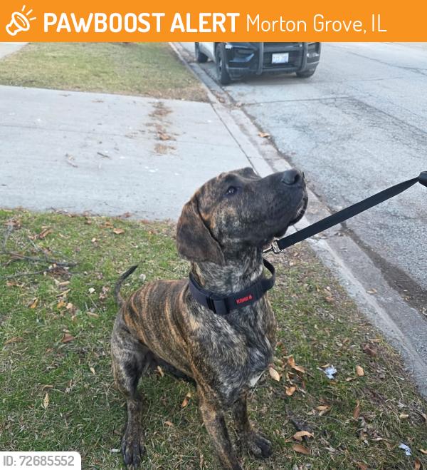 Found/Stray Male Dog last seen Beckwith and Marion, Morton Grove, IL 60053
