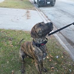 Found/Stray Male Dog last seen Beckwith and Marion, Morton Grove, IL 60053