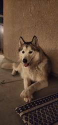 Found/Stray Female Dog last seen Liberty, Tulare, CA 93274