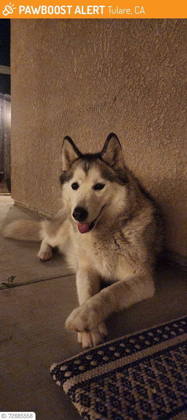 Found/Stray Female Dog last seen Liberty, Tulare, CA 93274