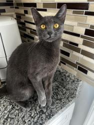 Lost Female Cat last seen Independence and Jericho rd, Virginia Beach, VA 23455