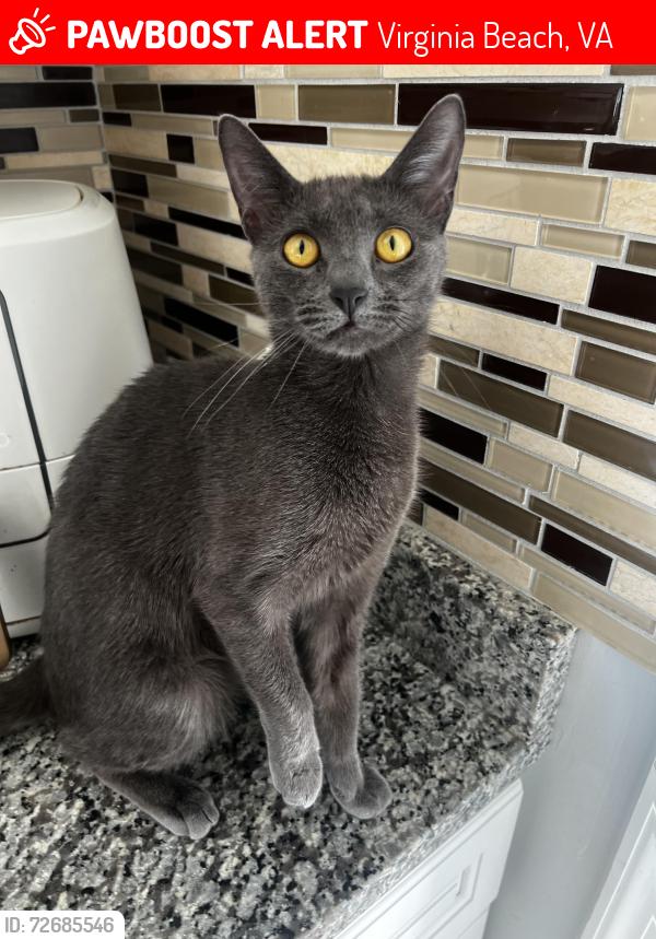 Lost Female Cat last seen Independence and Jericho rd, Virginia Beach, VA 23455