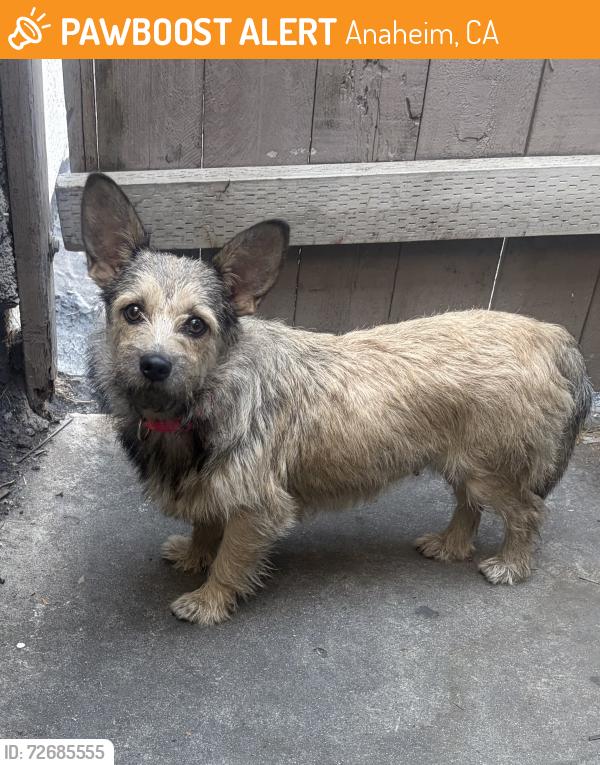 Found/Stray Unknown Dog last seen Brookhurst and Brookmore, Anaheim, CA 92804