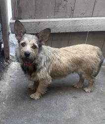 Found/Stray Unknown Dog last seen Brookhurst and Brookmore, Anaheim, CA 92804