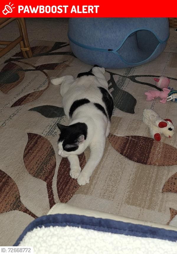 Lost Male Cat last seen Camino Torcido Loop,  North Fort Myers , North Fort Myers, FL 33917