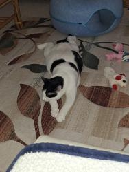 Lost Male Cat last seen Camino Torcido Loop,  North Fort Myers , North Fort Myers, FL 33917