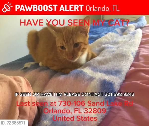 Lost Male Cat last seen Florida mall, Orlando, FL 32809
