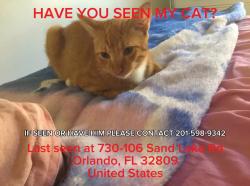 Lost Male Cat last seen Florida mall, Orlando, FL 32809