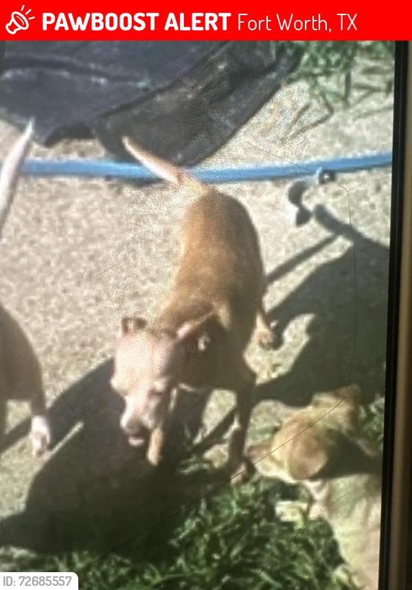 Lost Male Dog last seen He could be around Dunbar high school or the corner store that leaves right after Dunbar and then our street is the next one over, Fort Worth, TX 76105