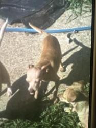 Lost Male Dog last seen He could be around Dunbar high school or the corner store that leaves right after Dunbar and then our street is the next one over, Fort Worth, TX 76105