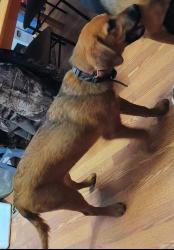 Lost Female Dog last seen Laurel Road/ Oliver Springs Hwy, Clinton, Tn, Clinton, TN 37716