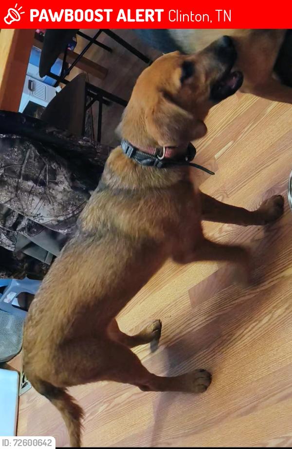Lost Female Dog last seen Laurel Road/ Oliver Springs Hwy, Clinton, Tn, Clinton, TN 37716