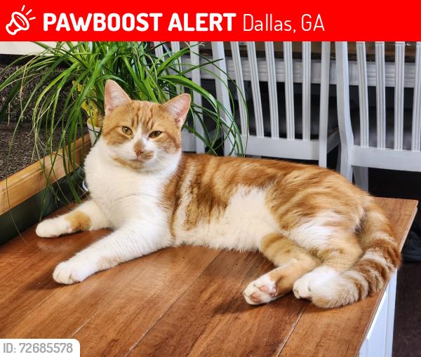 Lost Male Cat last seen Burnt Hickory ests , Dallas, GA 30132