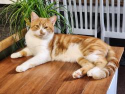 Lost Male Cat last seen Burnt Hickory ests , Dallas, GA 30132