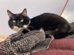 Lost Male Cat last seen Big sandy lake, McGregor, MN 55760