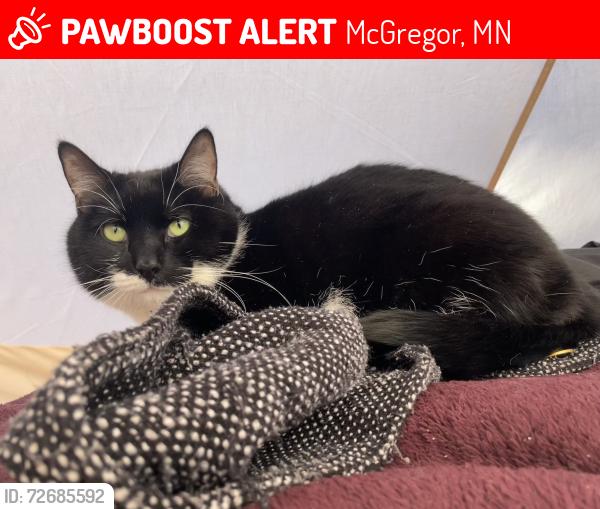 Lost Male Cat last seen Big sandy lake, McGregor, MN 55760